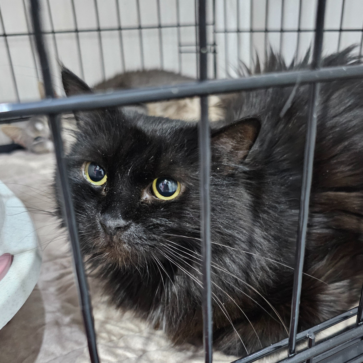 Фото автора. Малина заболела.