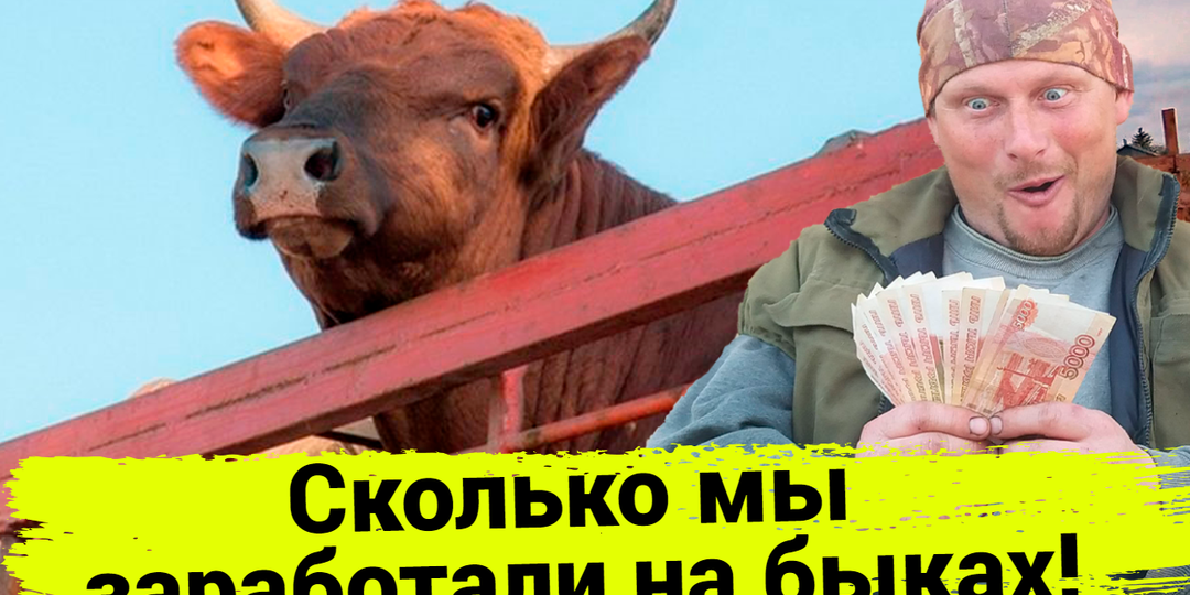 Сколько можно заработать на 10 быках!