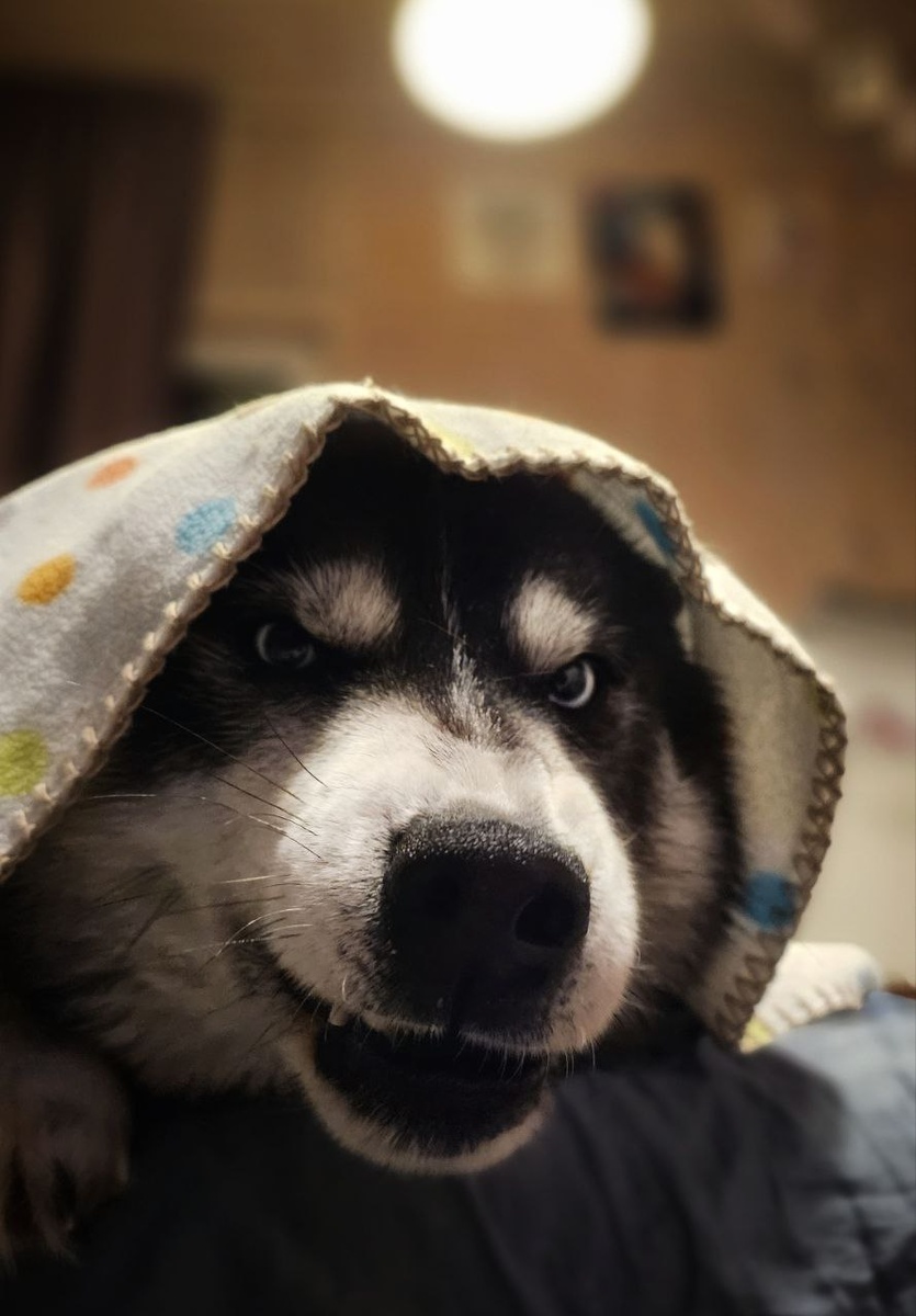 Нирвана караулит котов