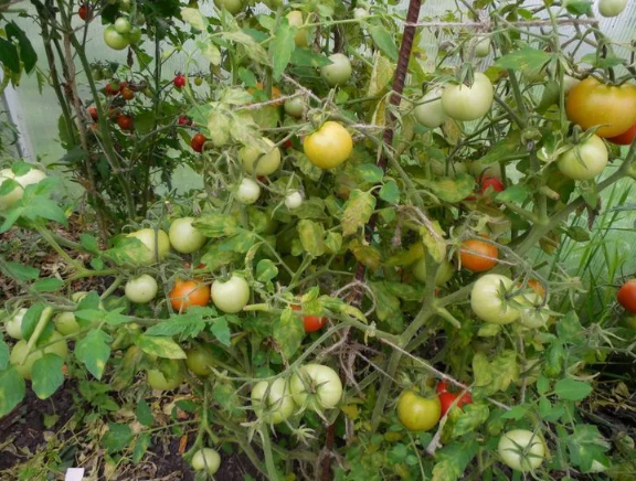 Сорт "Обильные Сараева"