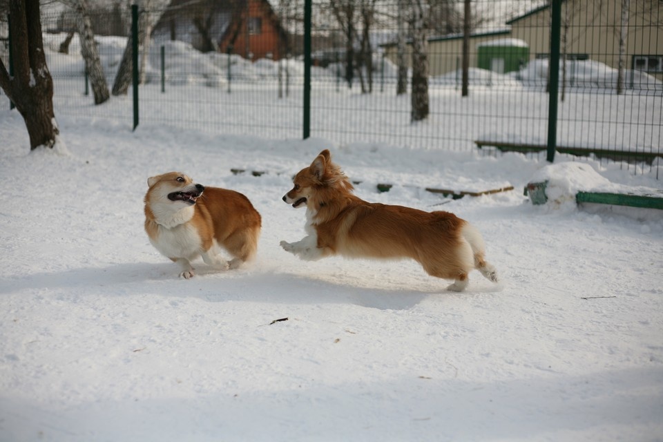    «Корги Туса» в Барнауле. Фото: Дмитрий Пушкарев