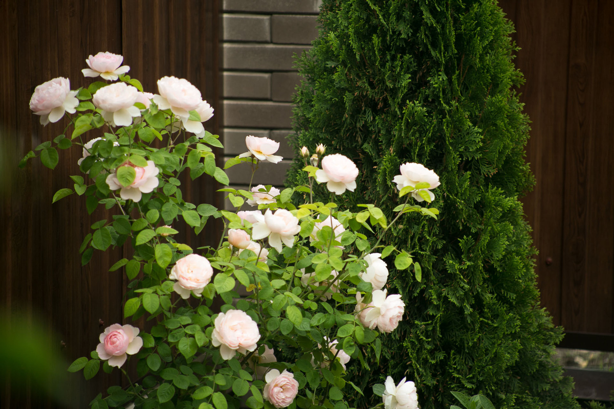 Автор фото Елена Якимова / Greenfingers