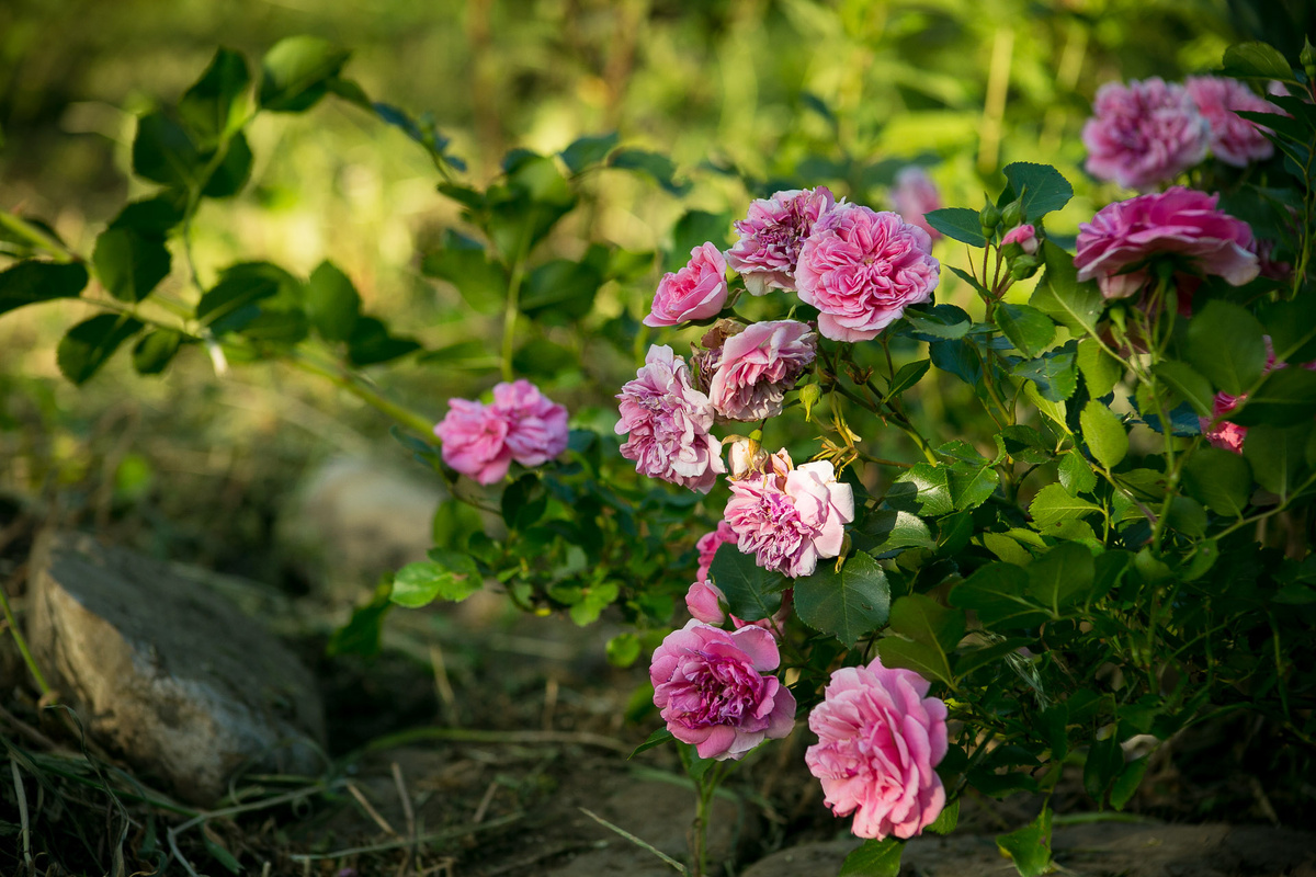 Автор фото Елена Якимова / Greenfingers