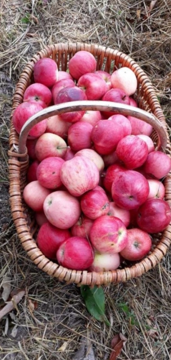 Фотография из интернета 