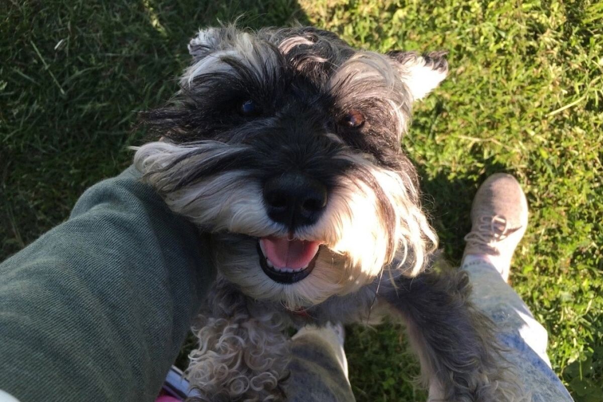 Окрас Джеки — «перец с солью». Источник: личный архив Ксении Чеглаковой📷
