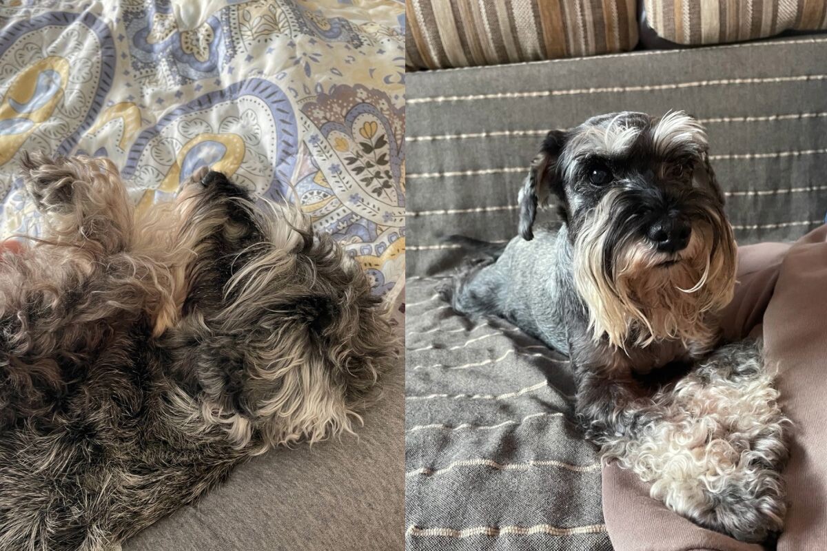 Комок шерсти слева — Джеки перед триммингом. Справа — после. Источник: личный архив Ксении Чеглаковой📷
