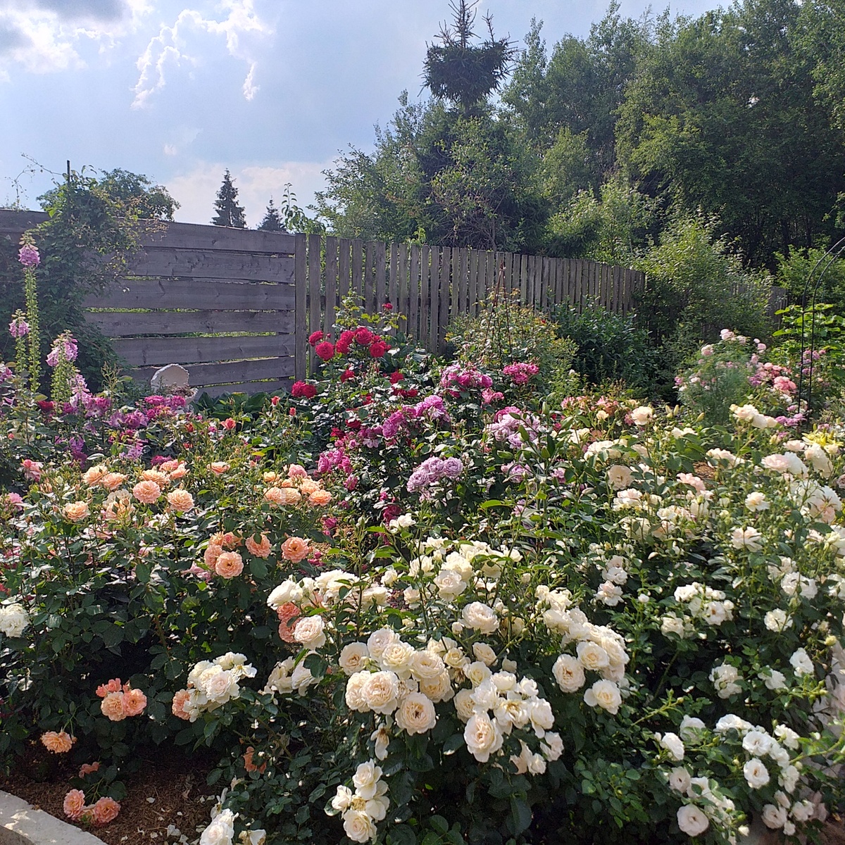 розарий Переходный , фото автора