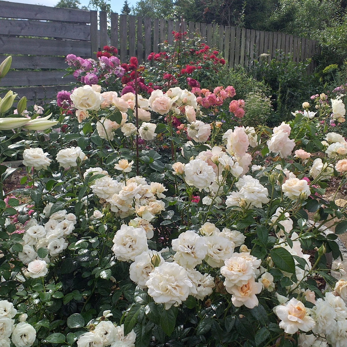 розы Аспирин и Прайд энд Преджудис, фото автора