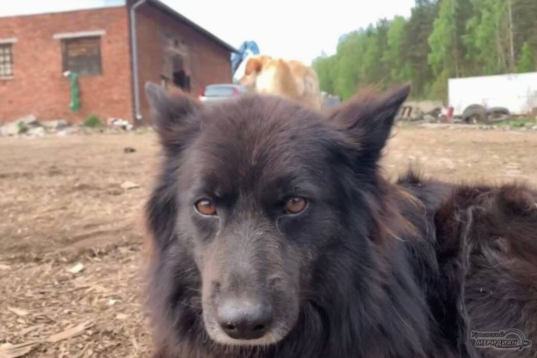    Фото: Софья Волкова © ИА «Уральский меридиан»