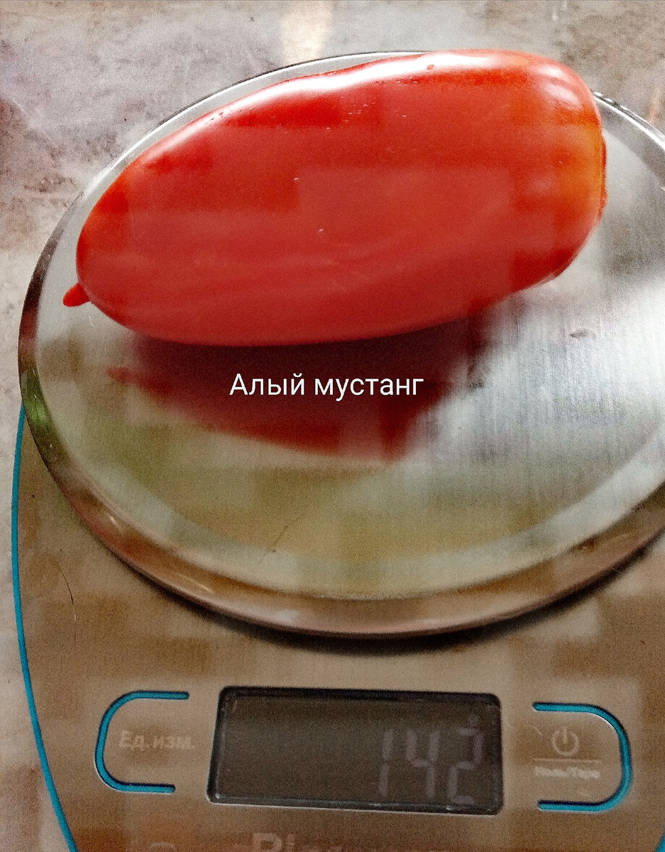 Фото автора. Томат сорта Алый мустанг.