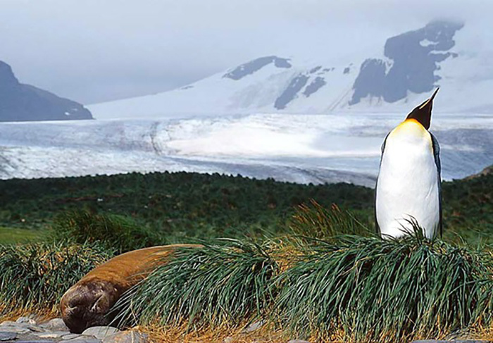 Остров Буве является домом для тысяч пингвинов и множества видов морских птиц. / Фото: portal.azertag.az