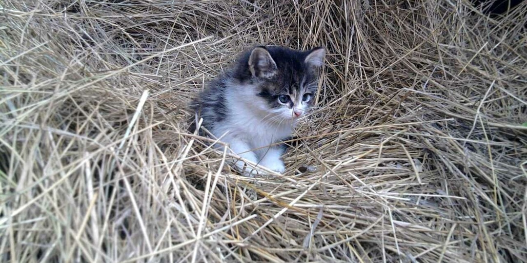 Петух и котенок