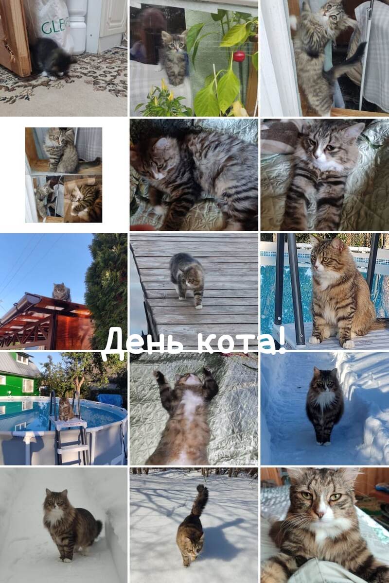 День кота, праздник день кота, Европейский день кота.