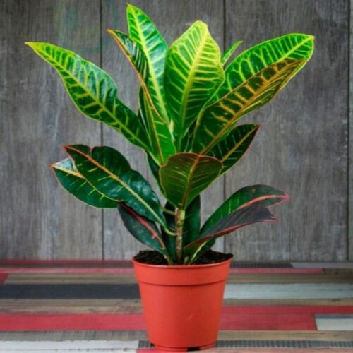 Источник фото https://stroy-podskazka.ru/kroton/sorta/mora/