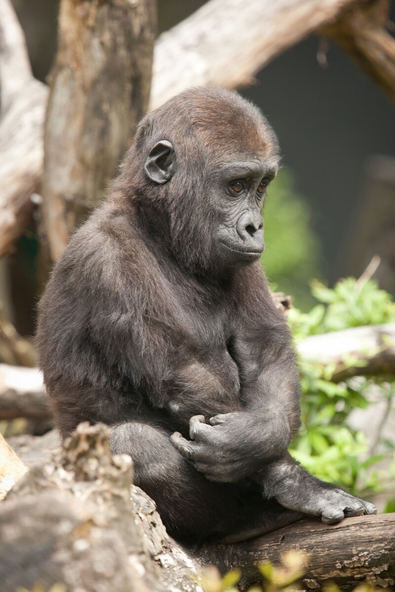 картинка из свободных источников.