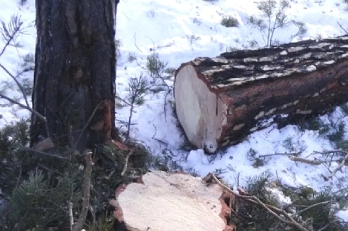    Пятерых жителей Иркутской области осудят за контрабанду леса на 336 млн