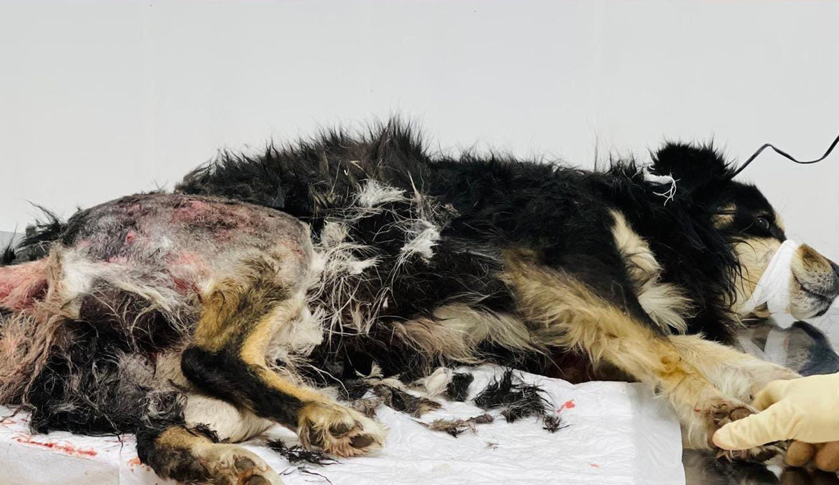 Бедняга в день поступления...