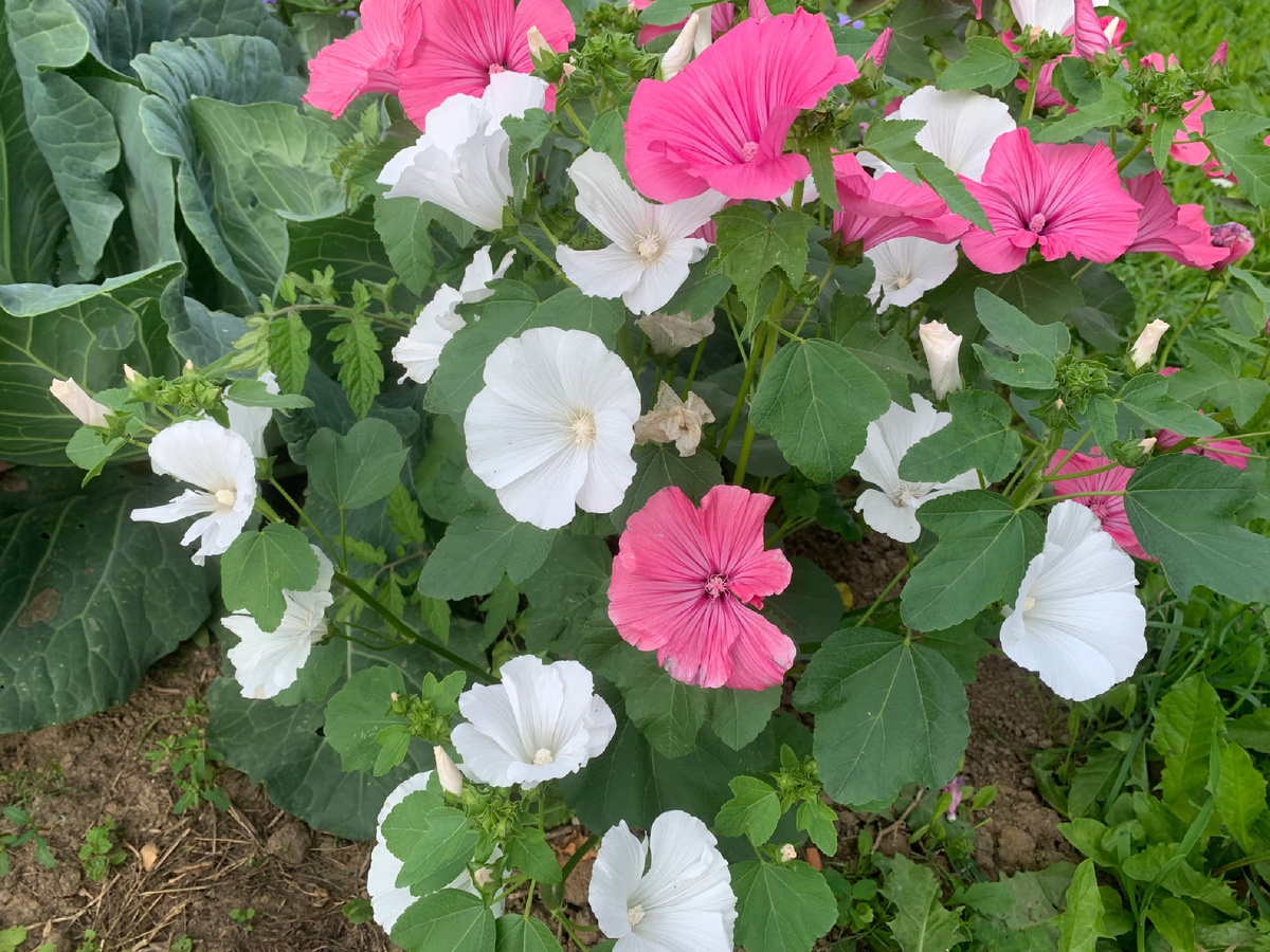 Лаватера в совместной посадке с капустой