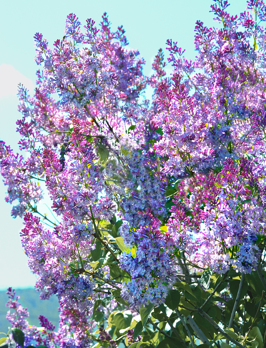 Фотография, стихотворение Василия Глуцкого