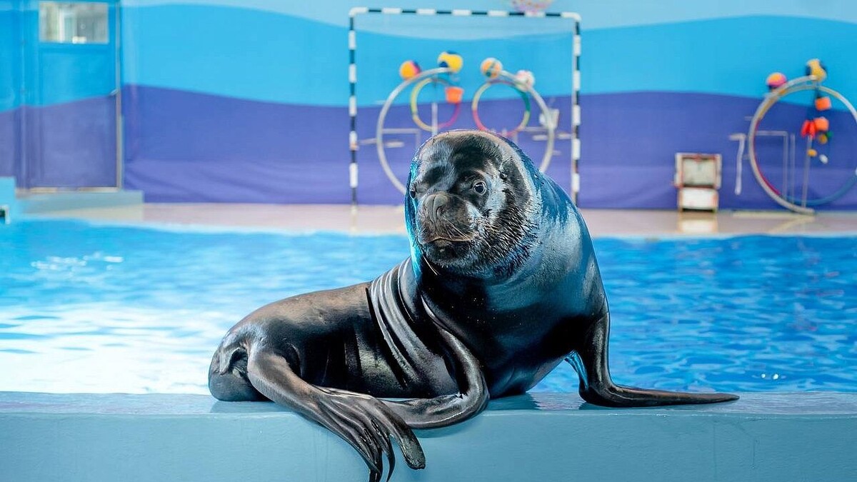    Фото: t.me/rsn_yug