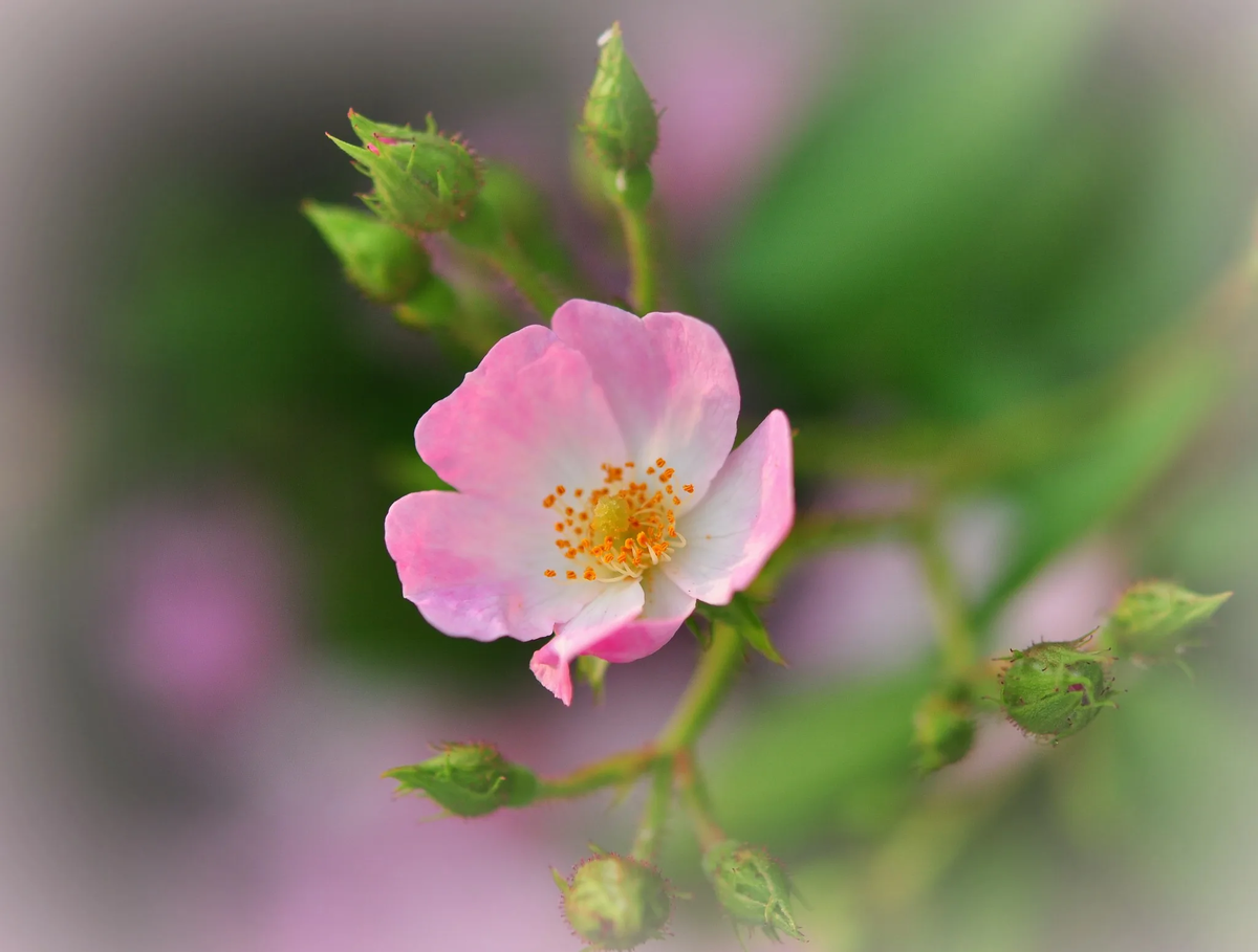 картинка найдена на просторах интернета, ссылка https://yandex.ru/images/search?from=tabbar&img_url=https%3A%2F%2Fvsegda-pomnim.com%2Fuploads%2Fposts%2F2024-01%2F1704431166_vsegda-pomnim-com-p-tsvetushchii-shipovnik-foto-53.jpg&lr=47&p=9&pos=14&rpt=simage&text=%D1%86%D0%B2%D0%B5%D1%82%D1%8B%20%D1%84%D0%BE%D1%82%D0%BE%20%D0%BA%D1%80%D1%83%D0%BF%D0%BD%D1%8B%D0%BC%20%D0%BF%D0%BB%D0%B0%D0%BD%D0%BE%D0%BC