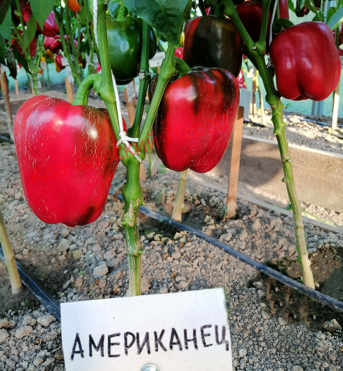 Американец