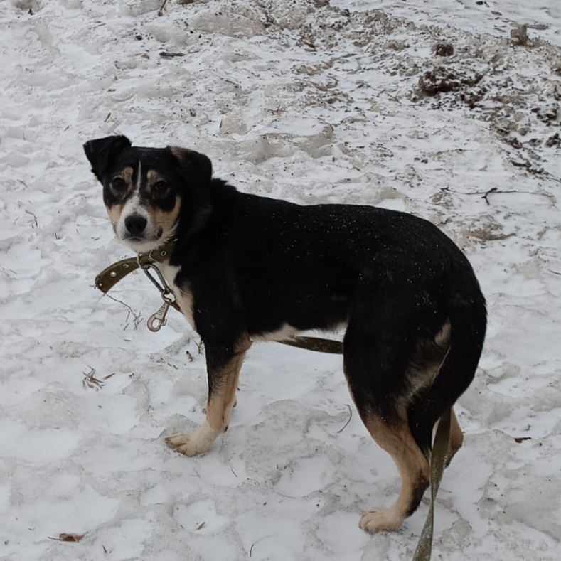 Добрая славная собачка, молодая и послушная, добрые люди спасли ее, и теперь ей очень нужен дом!