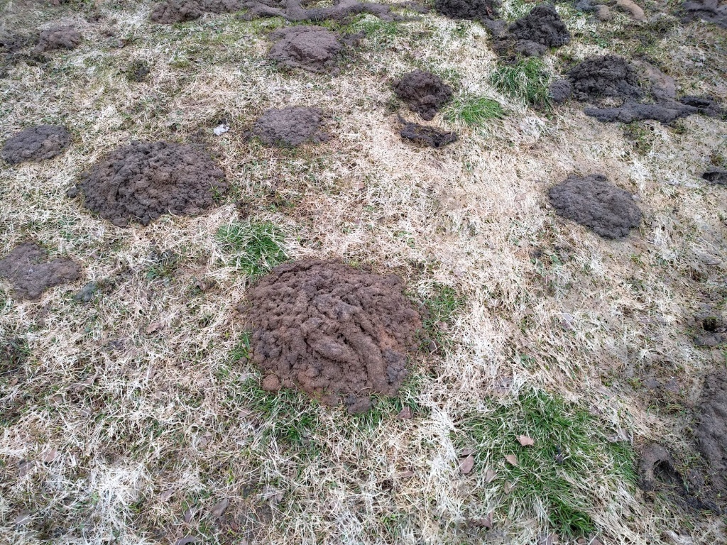  Газон в апреле