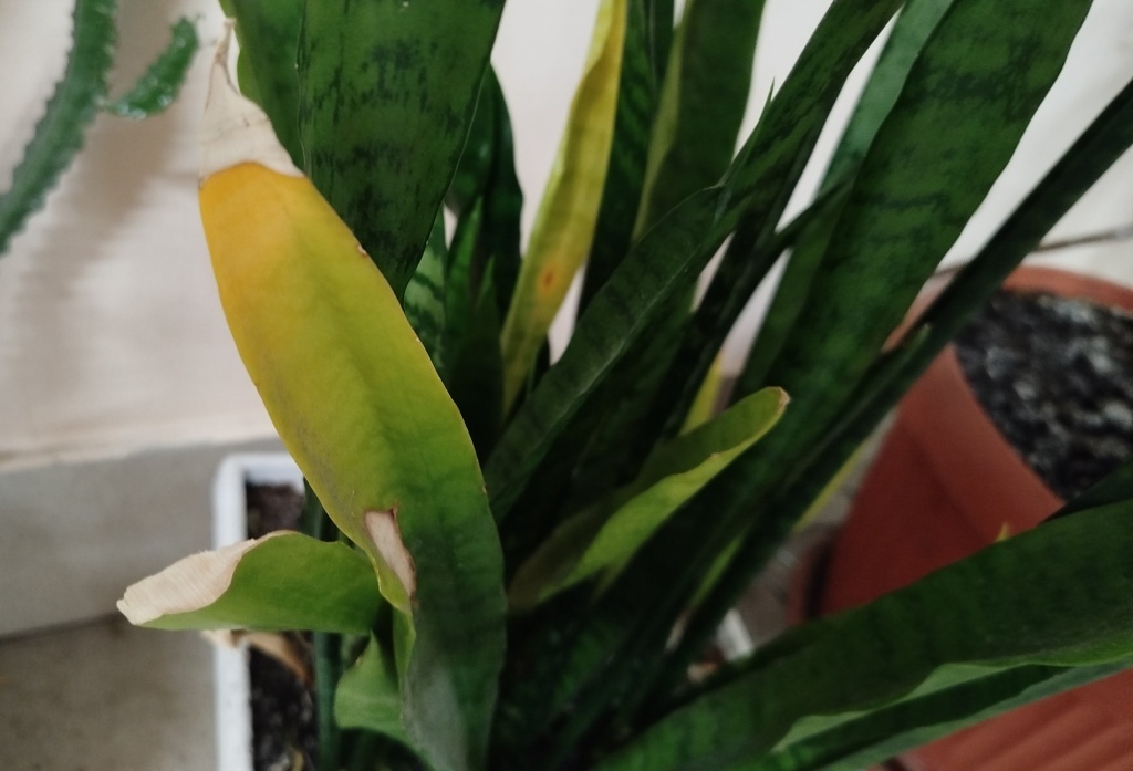  Пожелтели листья...