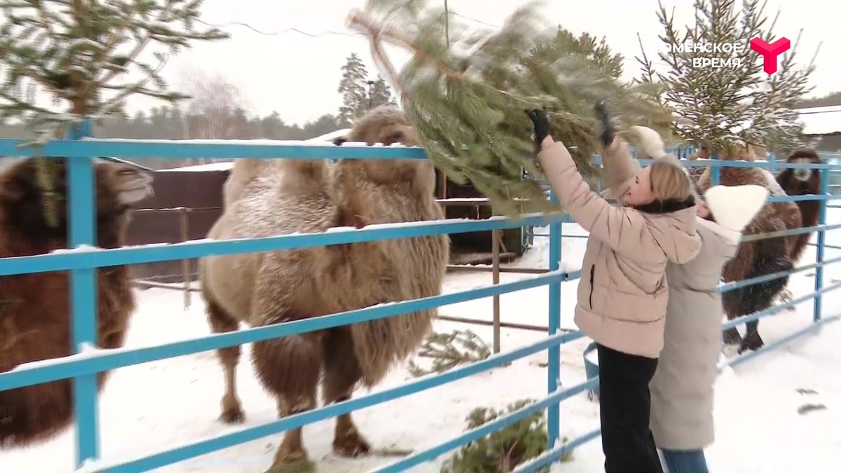 кадр из программы "Вечерний хэштег"