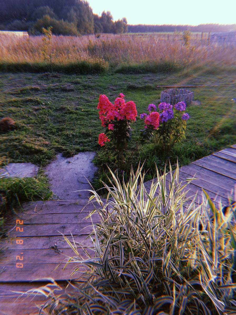 Фотографий пышного цветения того флокса осталось не много, но вот одна из них, еще под фильтрами