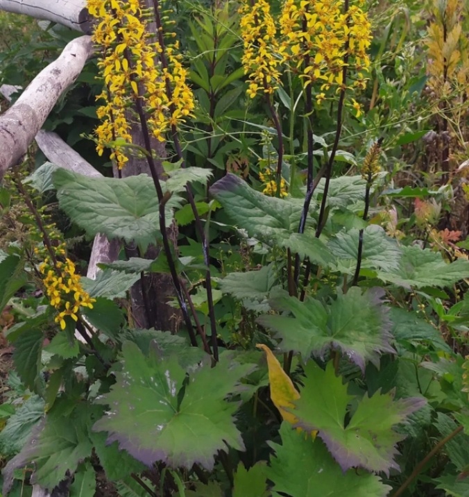 Фото из огорода.