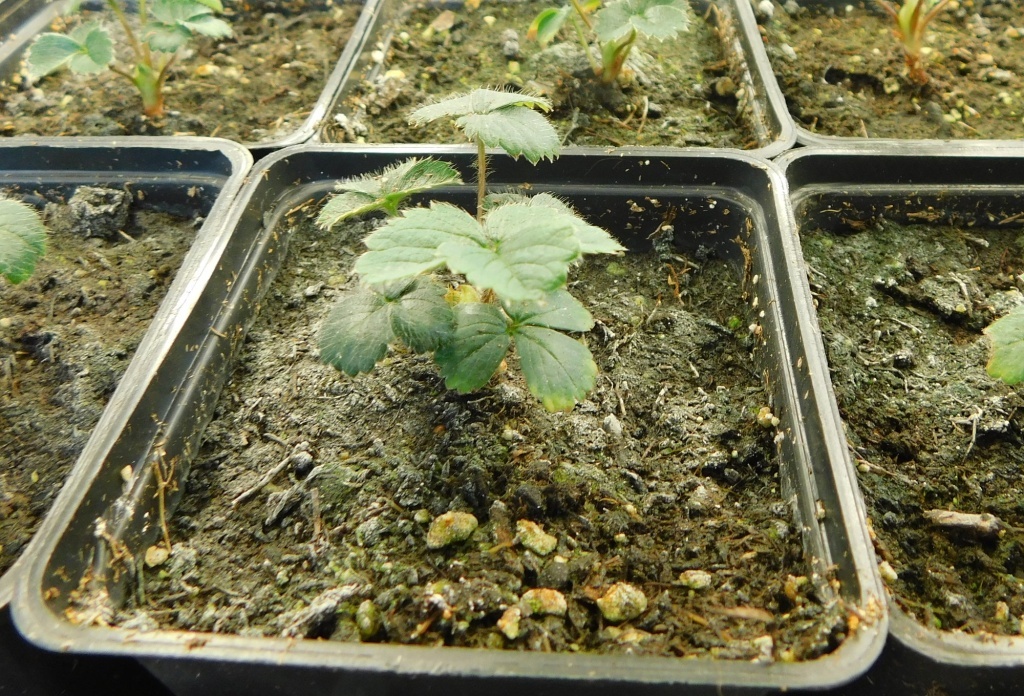  Земля в стаканчике плесневеет