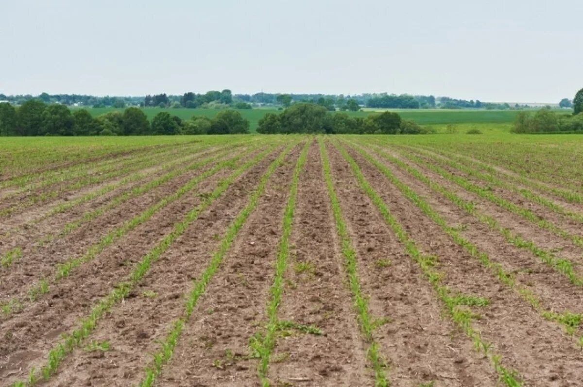    Обломки БПЛА обнаружили в Красноармейском районе 17 февраля