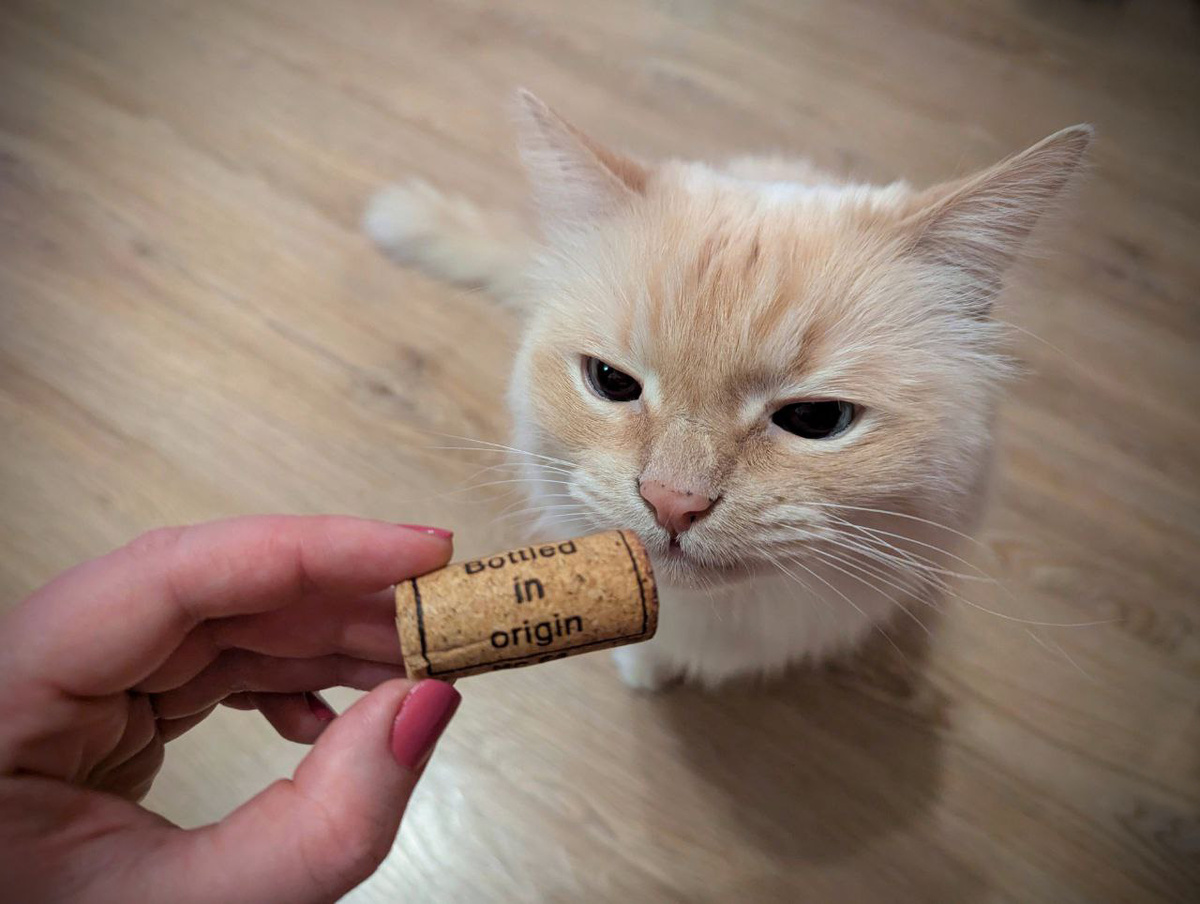 Кота не проведешь!