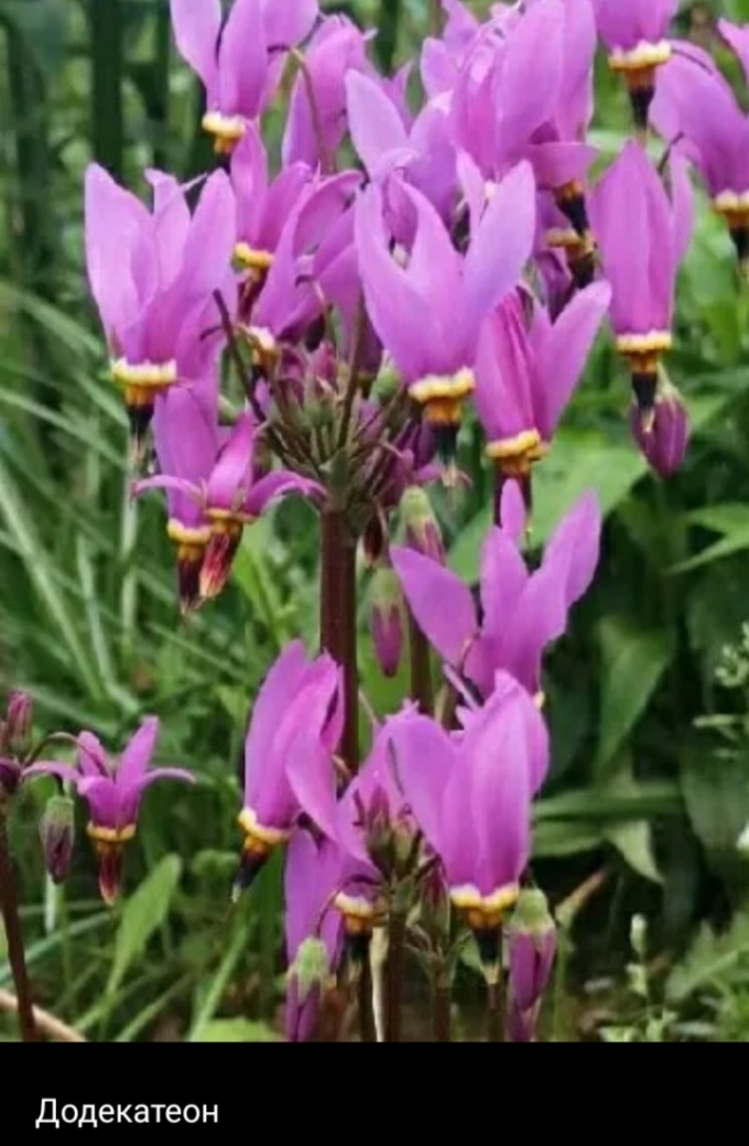 Фото интернет.