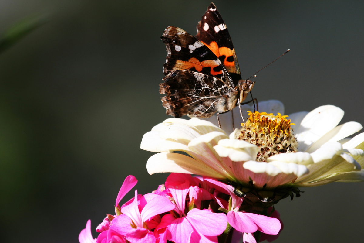 Картинка с бесплатного фотостока https://unsplash.com, автор Suyash Batra