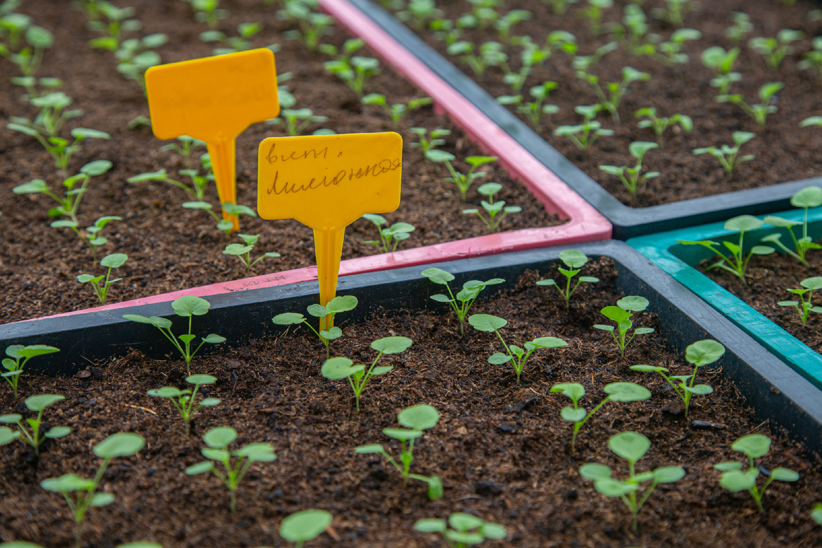 Виола в оранжерейном комплексе музея. Фото: ГМЗ «Царское Село», Екатерина Новак