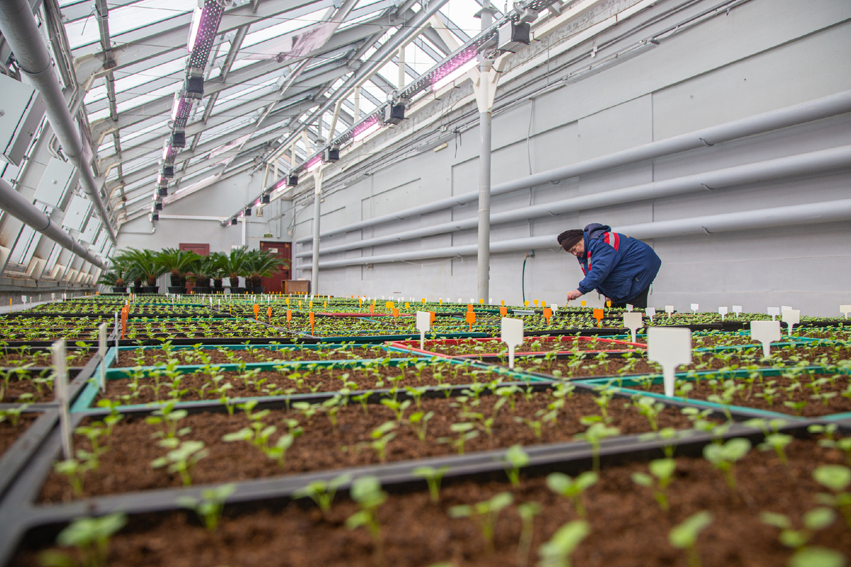 Виола в оранжерейном комплексе музея. Фото: ГМЗ «Царское Село», Екатерина Новак
