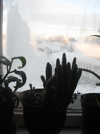 Фотографии Татьяны Немшановой. Скверная зима. Вид с квартиры на село. Морозные узоры рисует природа югорская на стекле, укрошая жизнь радостью. Зеленеют на подоконнике тропические кактусы, алоэ, каланхоэ.