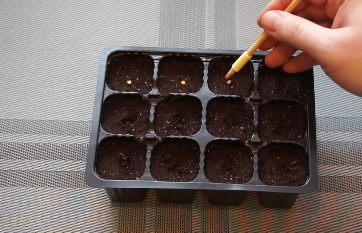 Сроки посева сладкого перца на рассаду