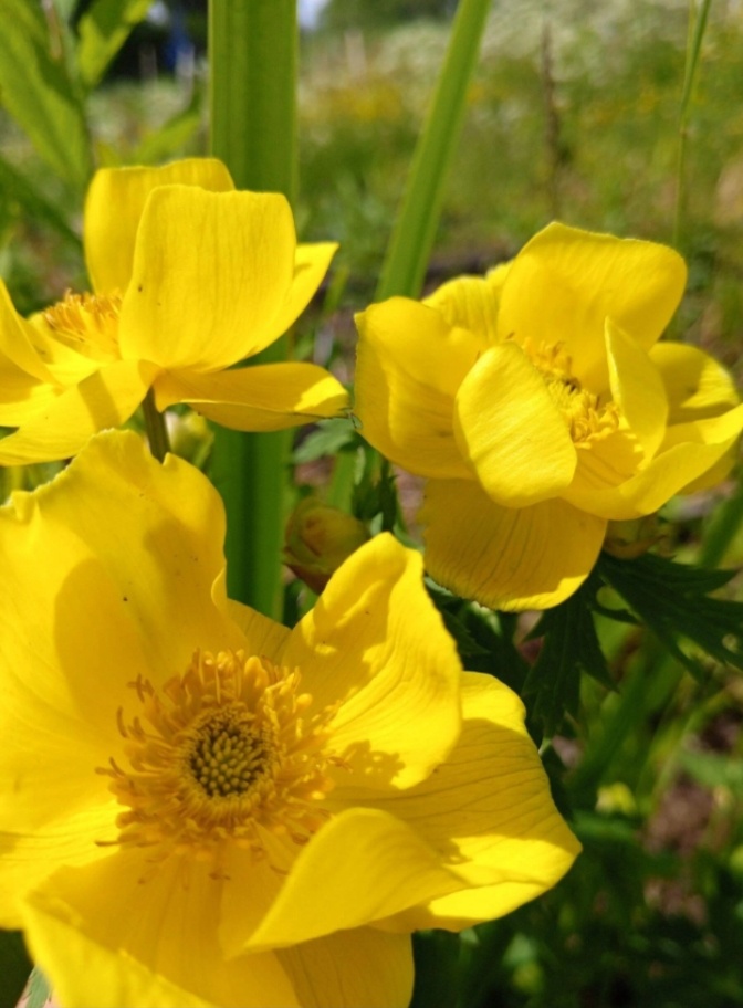 Фото из огорода.