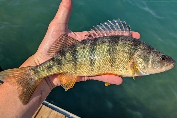    Фото: lenta.ru Георгий