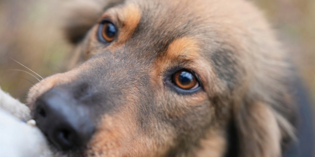 ❗ДОМА❗Очаровательный Лео ищет любящих хозяев!