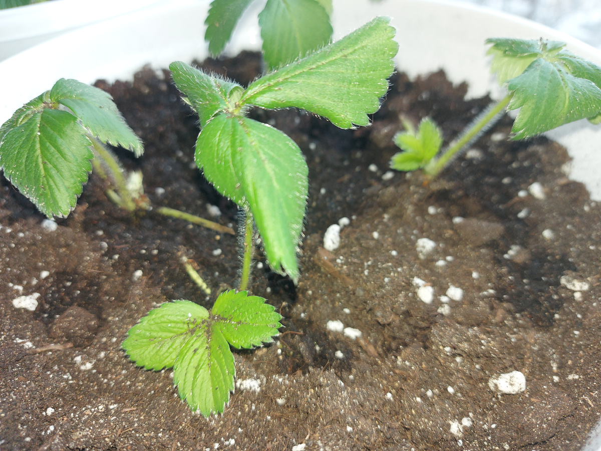 Клубника сорта Руби Энн. 1я неделя после посадки.