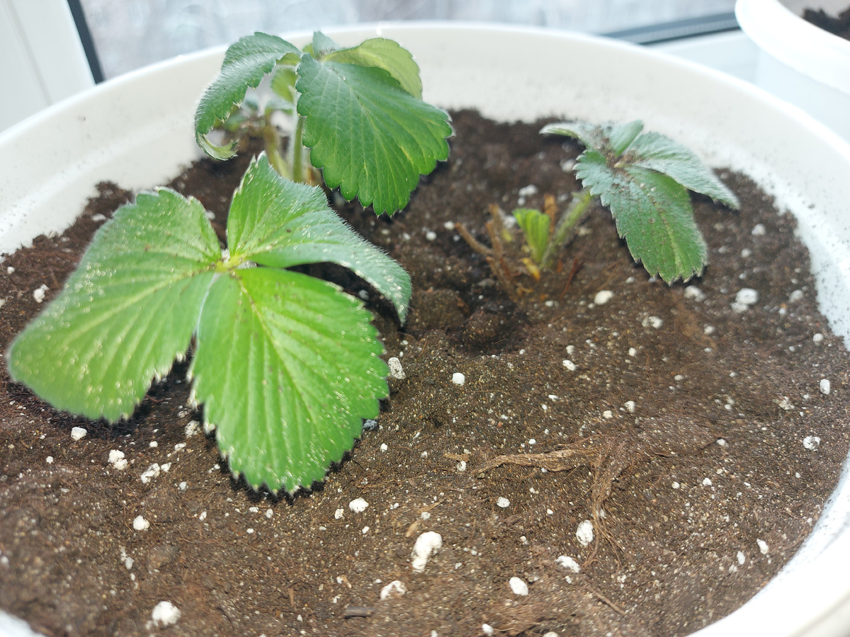 Клубника сорта Руби Энн. 1я неделя после посадки.