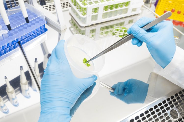    Княженика на гидропонике в новаторском ягодном подходе Тимирязевки