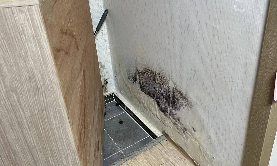 Плесень за шкафом