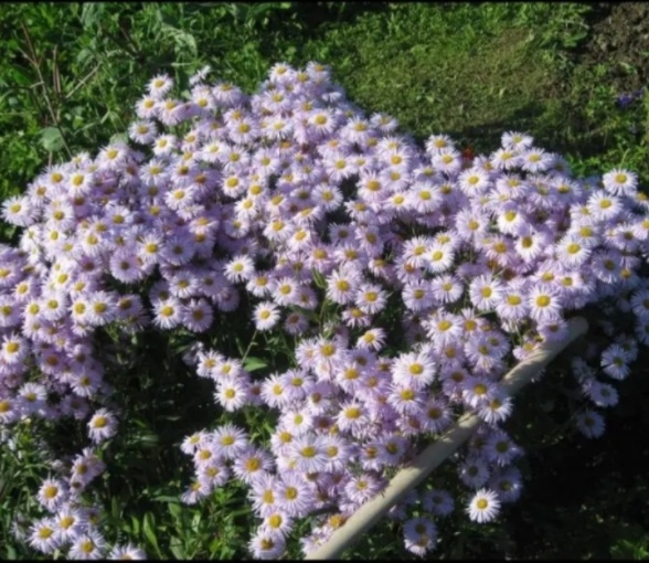 Фото из огорода соседки.