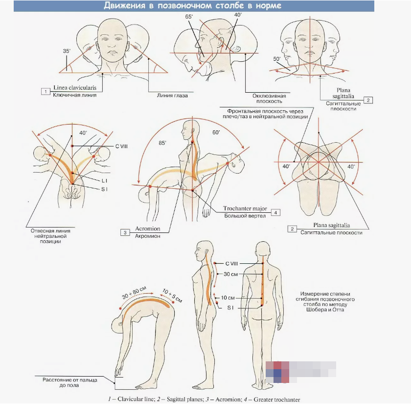 Нормы подвижности в позвоночнике